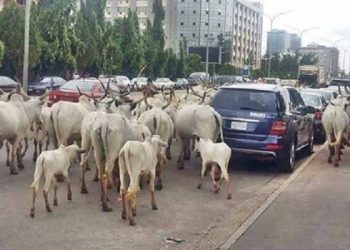 Anambra Assembly Passes Anti-Open Grazing Bill