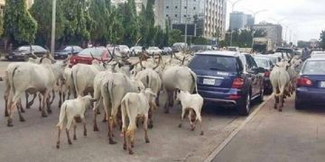 Anambra Assembly Passes Anti-Open Grazing Bill