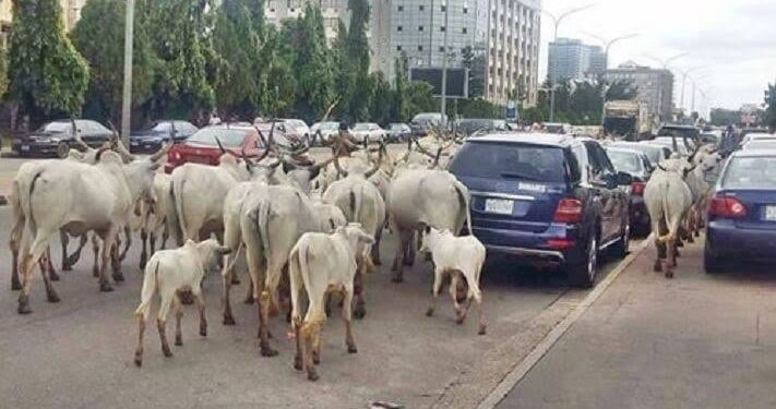 Anambra Assembly Passes Anti-Open Grazing Bill