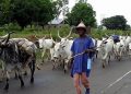 FG Backs Herder’s Planned Suit Against Anti-Open Grazing Law