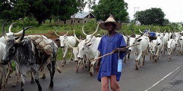 FG Backs Herder’s Planned Suit Against Anti-Open Grazing Law
