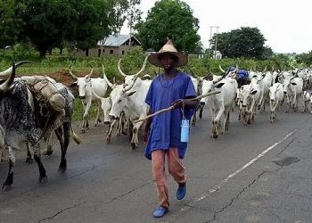 Samuel Ortom Disclose Not Embracing Cattle Colonies in His Administration