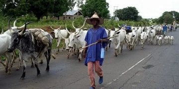 Samuel Ortom Disclose Not Embracing Cattle Colonies in His Administration