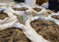 Customs Intercepts Sacks of Pangolin Scales