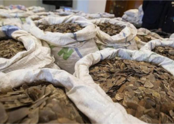 Customs Intercepts Sacks of Pangolin Scales