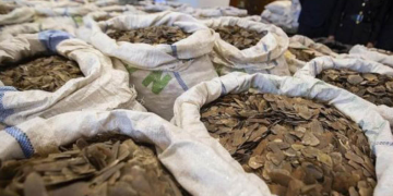Customs Intercepts Sacks of Pangolin Scales