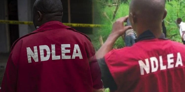 NDLEA arrests drug dealer in Lagos airport