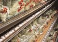 Rivers government to clampdown on illegal poultry farms