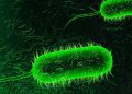 Cholera Claims Lives in Bayelsa