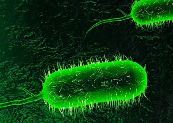 Cholera Claims Lives in Bayelsa
