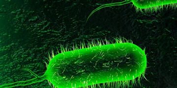 Cholera Claims Lives in Bayelsa
