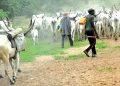 Benue government reviews anti open grazing law