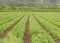 FG Announces Completion of Farm Estates in South-East