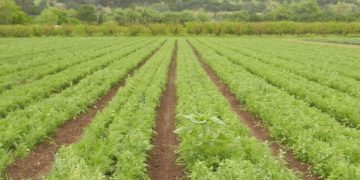 FG Announces Completion of Farm Estates in South-East