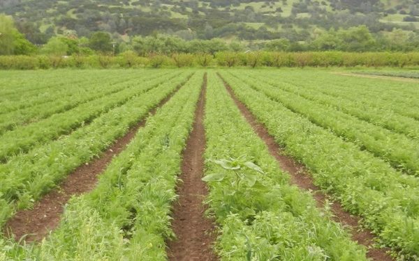 FG Announces Completion of Farm Estates in South-East