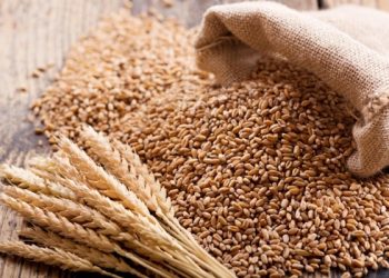 Wheat Production Crashes