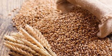 Wheat Production Crashes