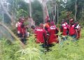 NDLEA Destroys Cannabis farm in Ondo