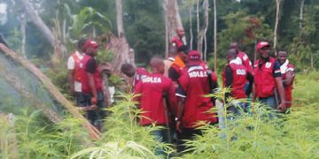 NDLEA Destroys Cannabis farm in Ondo