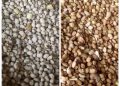 Price of Beans Rises
