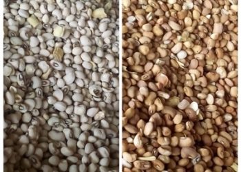 Price of Beans Rises