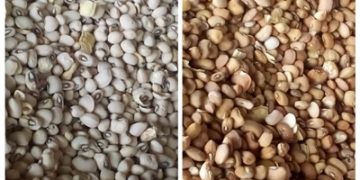 Price of Beans Rises