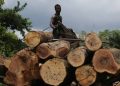 Cross river Government Blames Forest Depletion on Unemployment