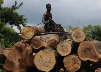 Cross river Government Blames Forest Depletion on Unemployment