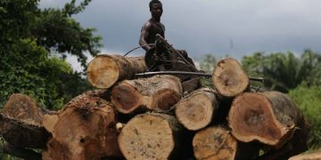 Cross river Government Blames Forest Depletion on Unemployment
