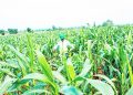 FG hails Edo government on Agricultural investment