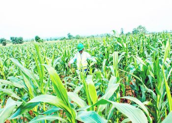 FG hails Edo government on Agricultural investment