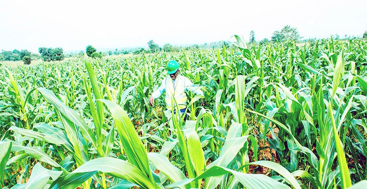 FG hails Edo government on Agricultural investment