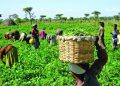 CBN Governor expresses satisfaction in agricultural sector