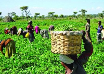 CBN Governor expresses satisfaction in agricultural sector