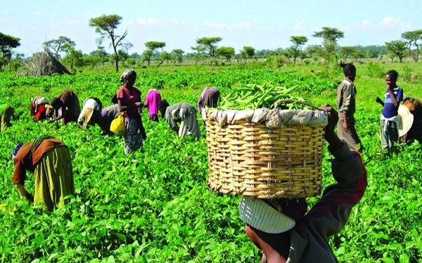 CBN Governor expresses satisfaction in agricultural sector