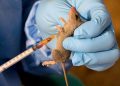 Reported cases of LASSA fever rises