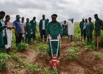 FG Commences Training for Cassava Farmers