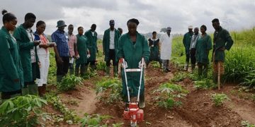 FG Commences Training for Cassava Farmers