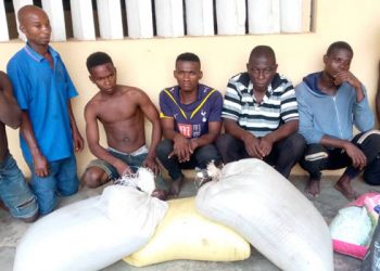 Ogun Police Discovers Cannabis Farm