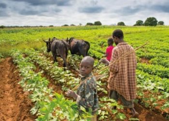 Agricultural credit scheme recovers N 1.065 billion