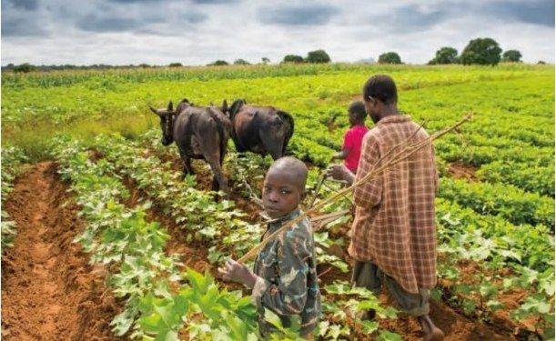 Agricultural credit scheme recovers N 1.065 billion