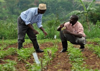 CBN loans to farmers hit N1tn amid rising default rate