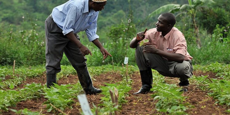 CBN loans to farmers hit N1tn amid rising default rate