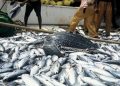 2.4 million metric tonnes fish Imports Deplets Nigeria’s forex