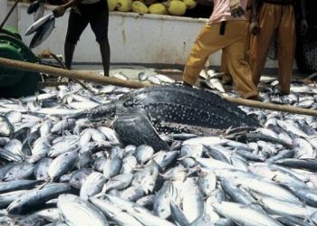 2.4 million metric tonnes fish Imports Deplets Nigeria’s forex