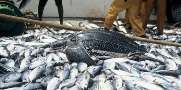 2.4 million metric tonnes fish Imports Deplets Nigeria’s forex