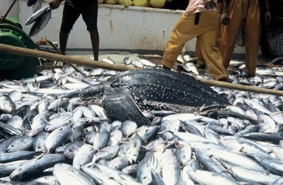 2.4 million metric tonnes fish Imports Deplets Nigeria’s forex