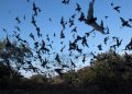 Federal Government Confirms Outbreak of Swarm Birds