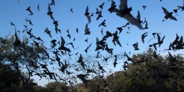 Federal Government Confirms Outbreak of Swarm Birds