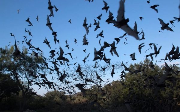 Federal Government Confirms Outbreak of Swarm Birds